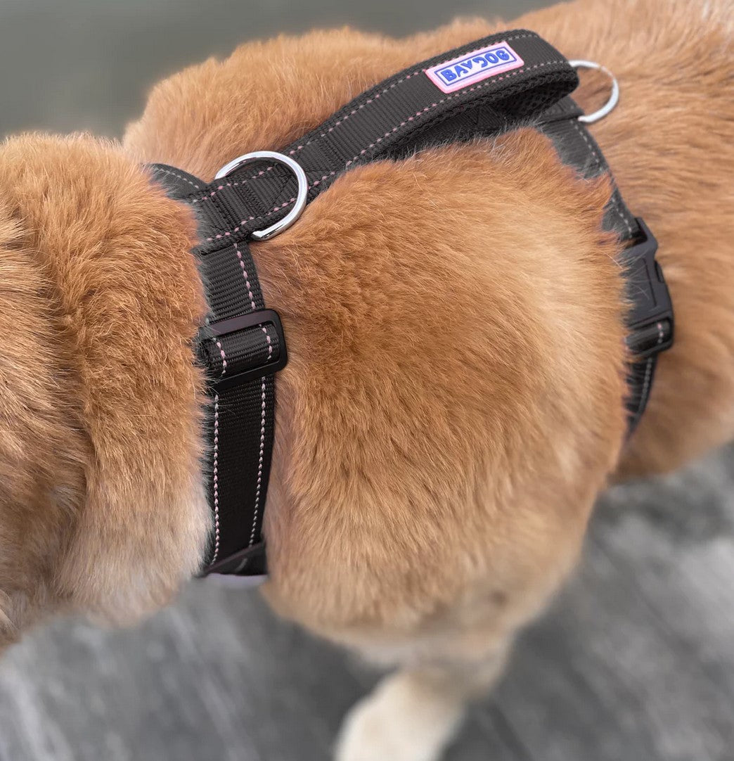 BayDog Chesapeake Harness Black