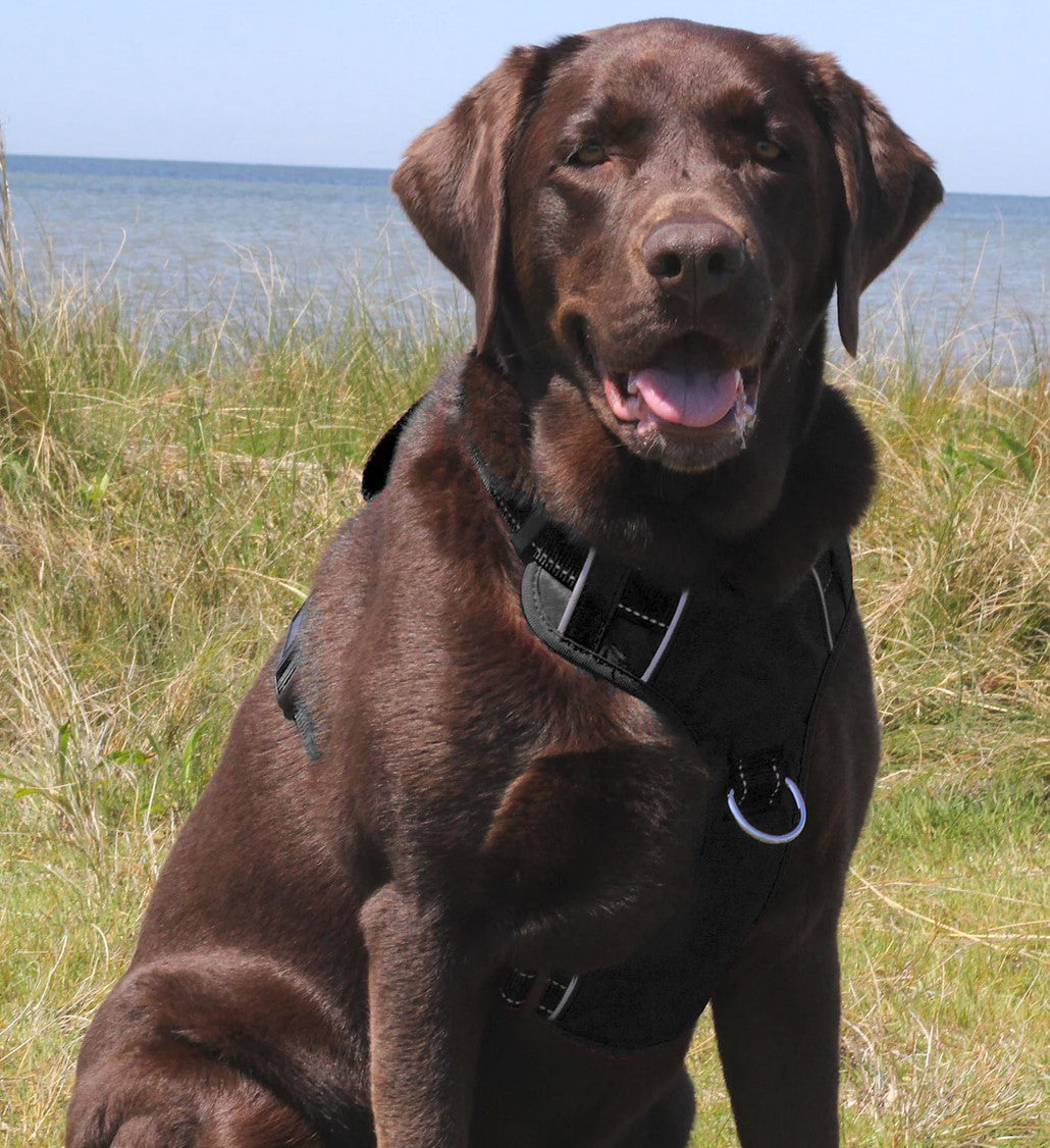 BayDog Chesapeake Harness Black