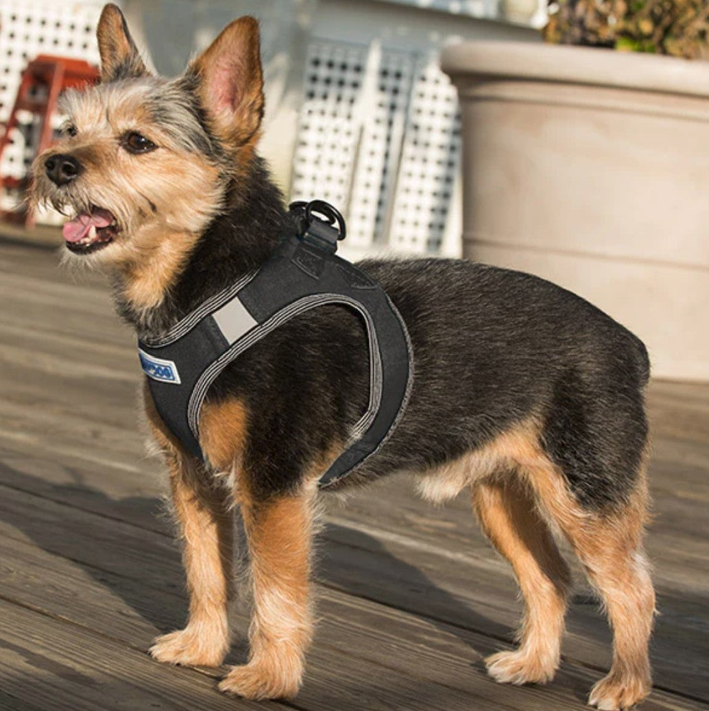 BayDog Liberty Bay Harness Black