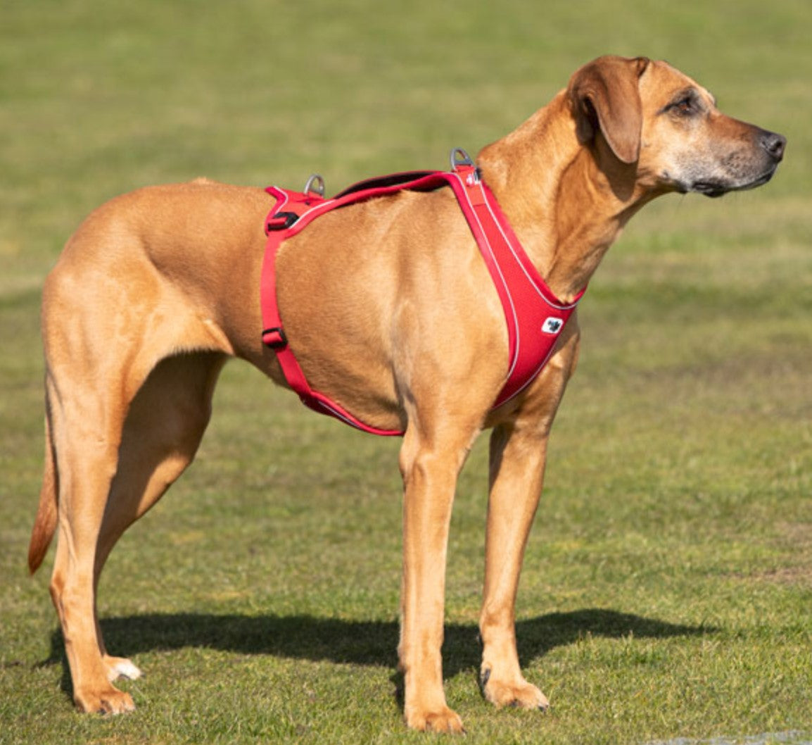 Curli Belka Comfort Harness Red