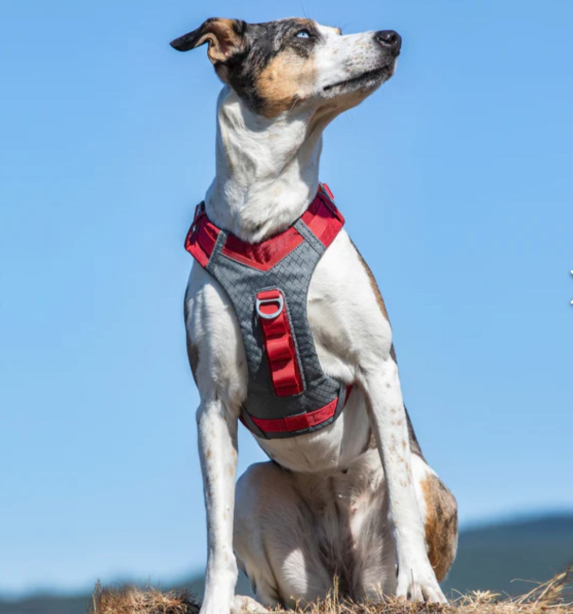 Kurgo Journey Air Red