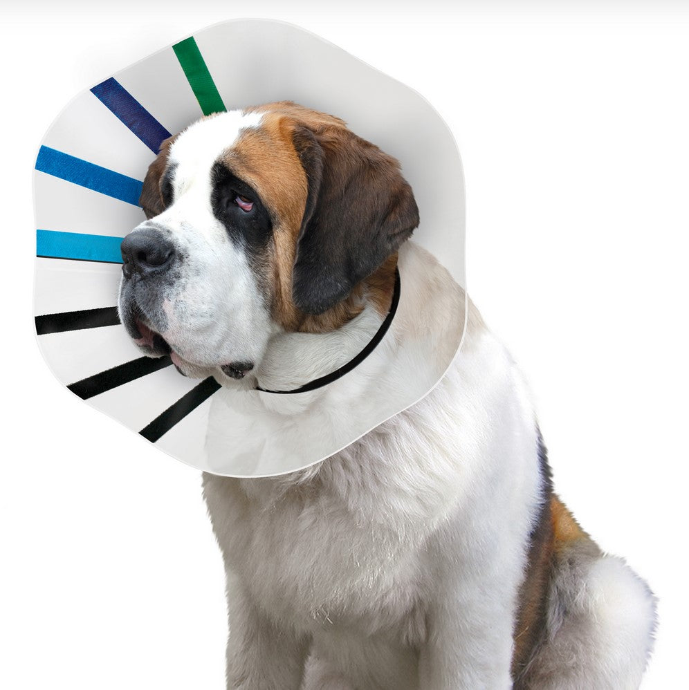 Kong EZ-Collar Clear