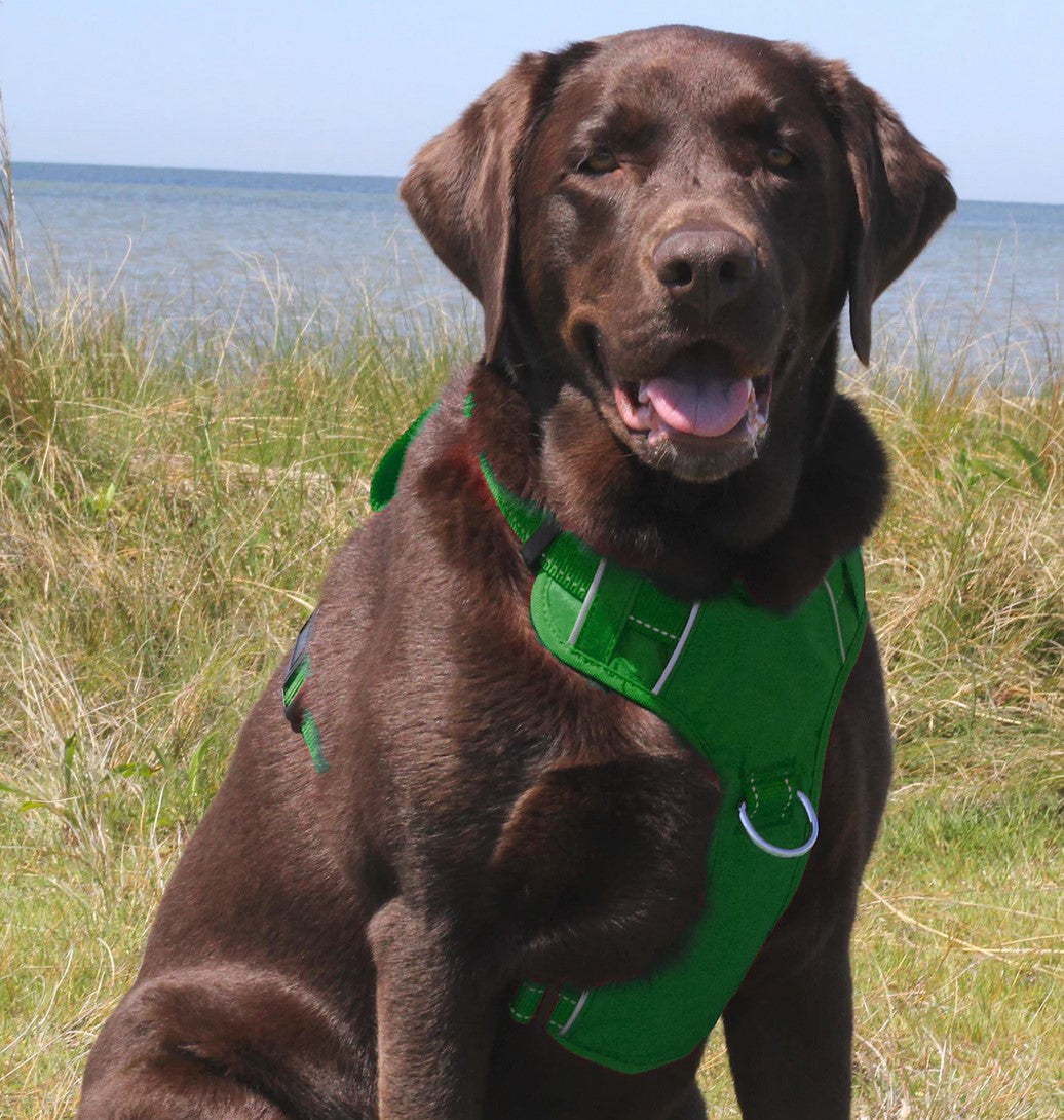 BayDog Chesapeake Harness Green