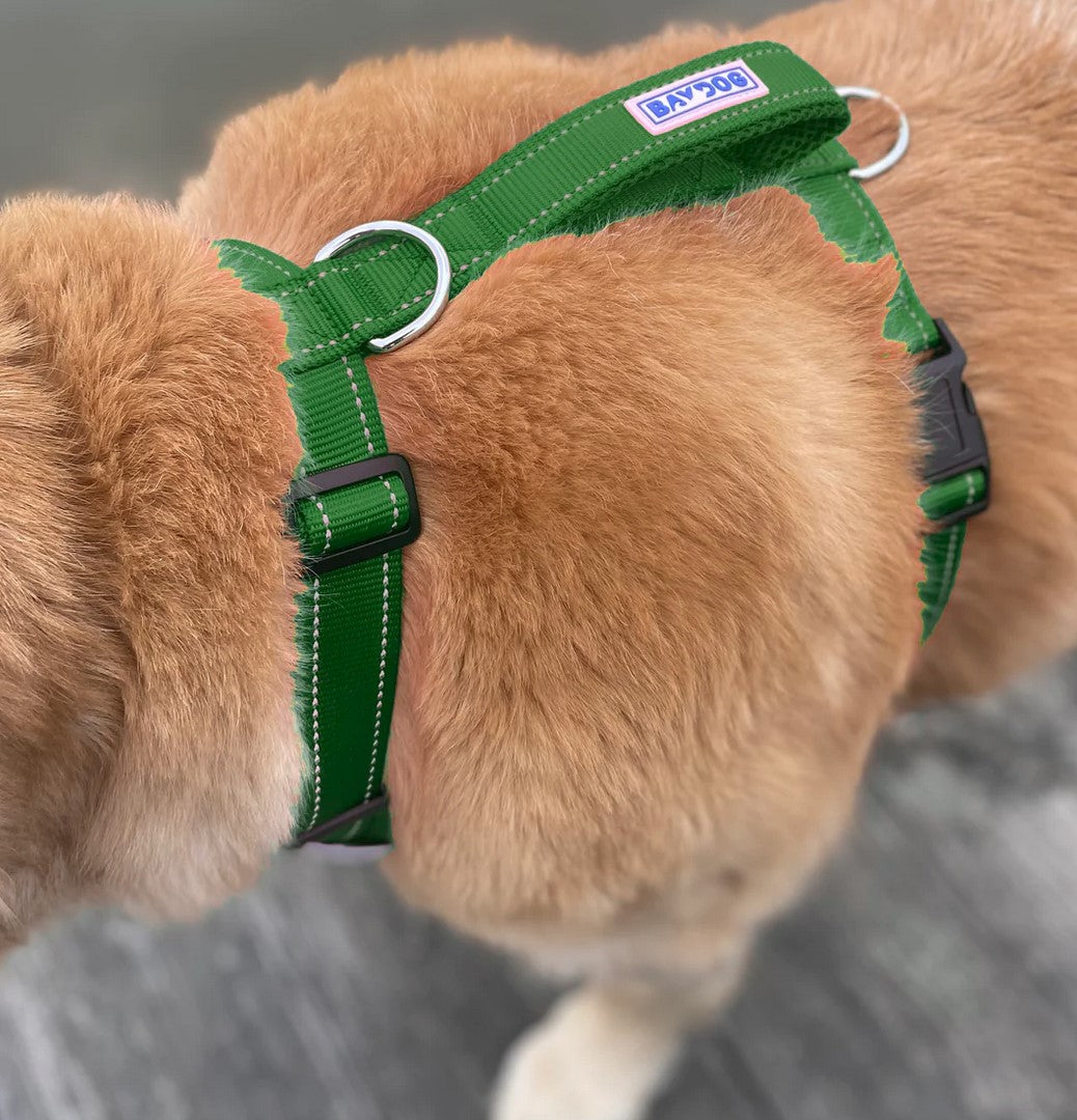 BayDog Chesapeake Harness Green