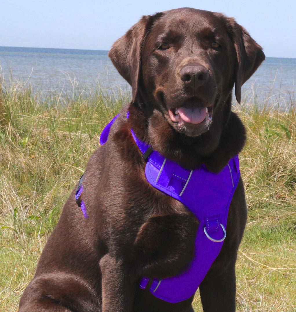 BayDog Chesapeake Harness Purple