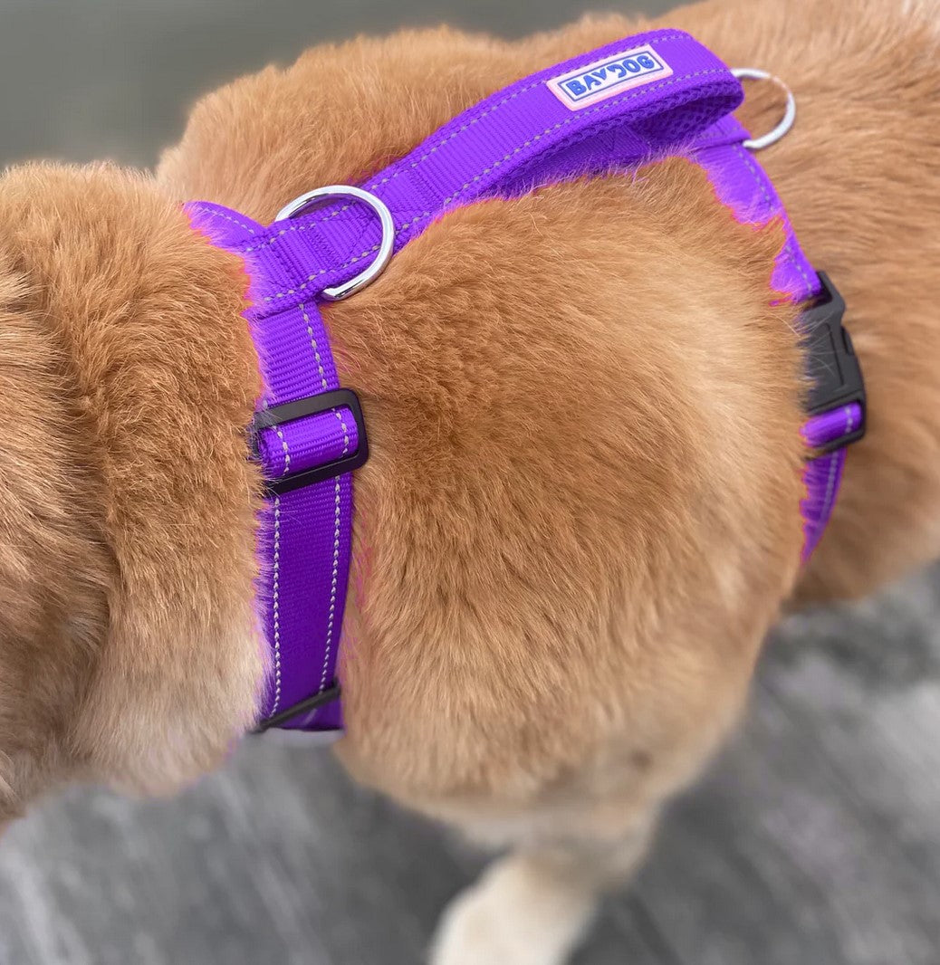 BayDog Chesapeake Harness Purple