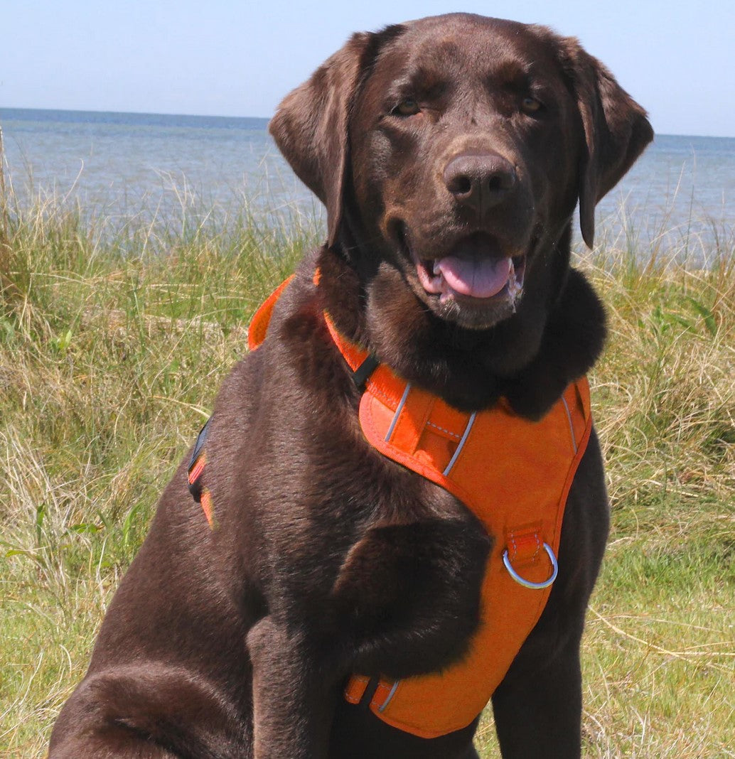 BayDog Chesapeake Harness Orange