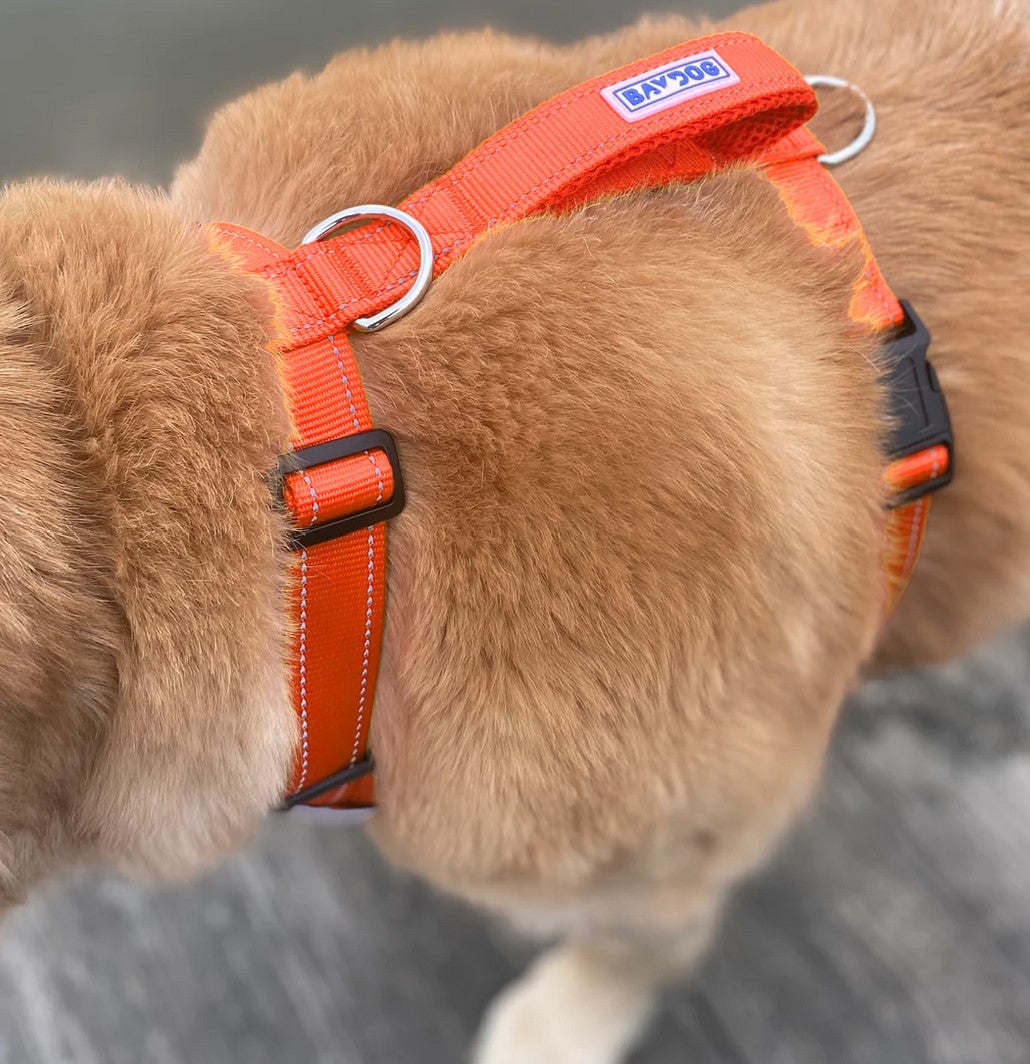 BayDog Chesapeake Harness Orange