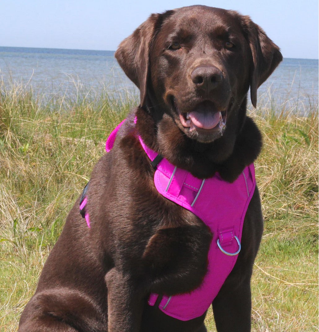 BayDog Chesapeake Harness Pink