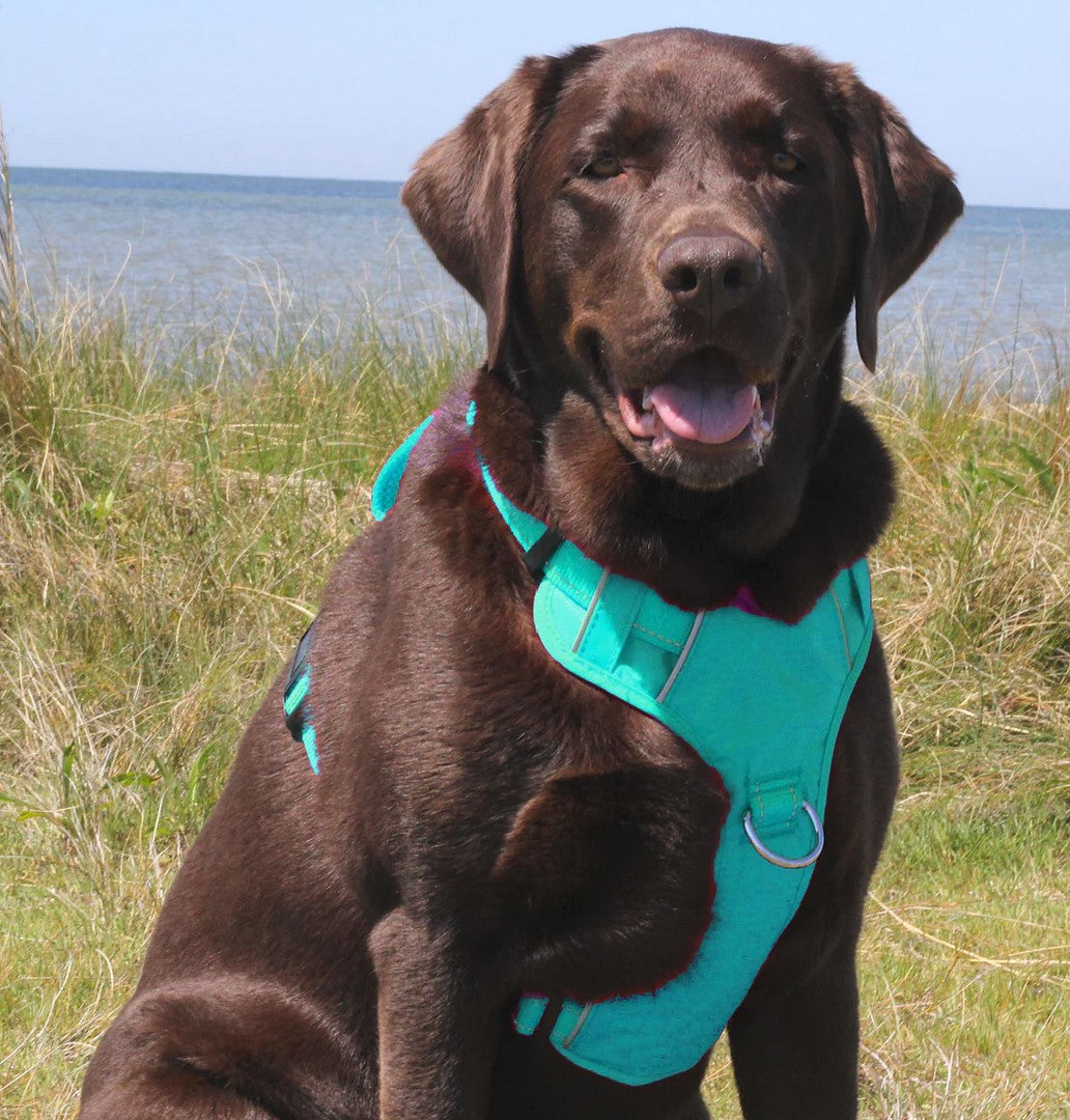 BayDog Chesapeake Harness Seafoam