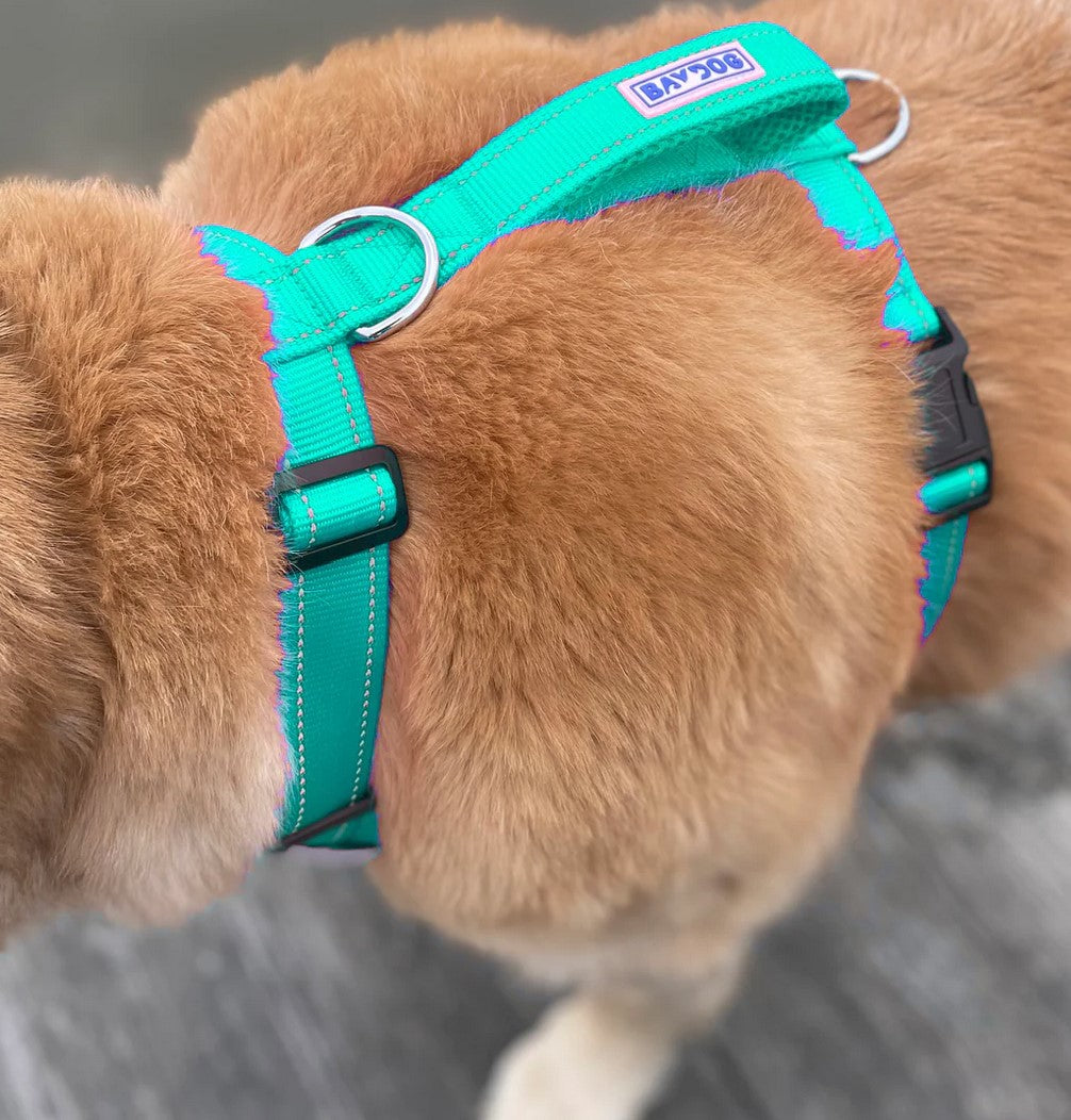 BayDog Chesapeake Harness Seafoam