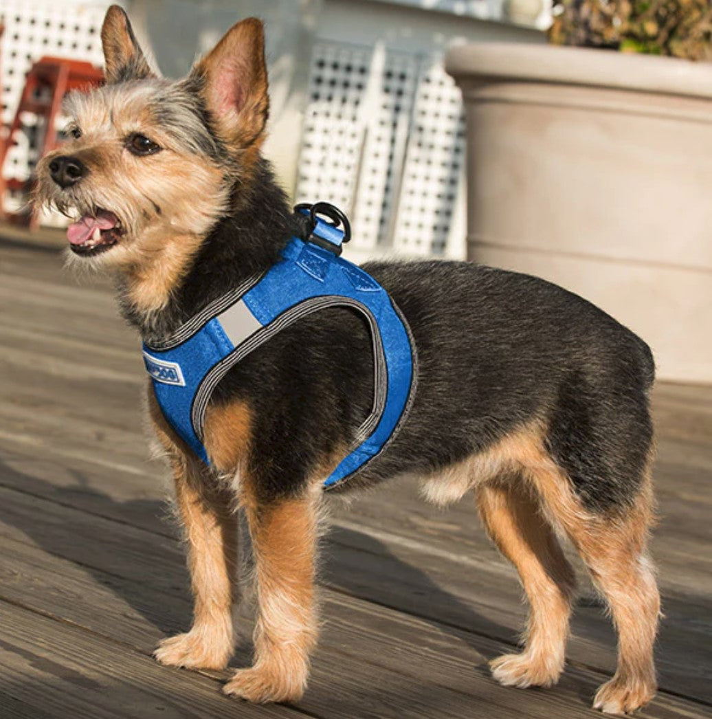 BayDog Liberty Bay Harness Blue