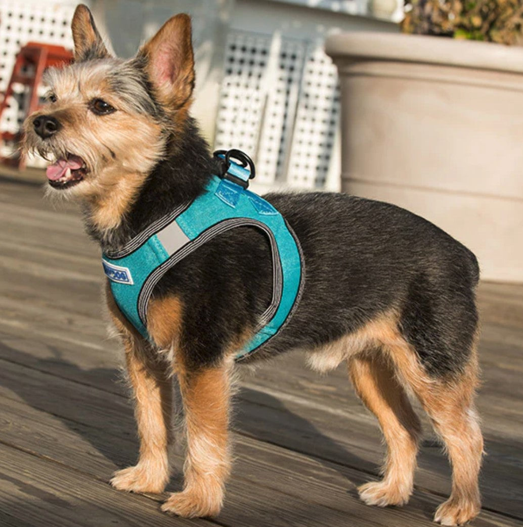 BayDog Liberty Bay Harness Seafoam