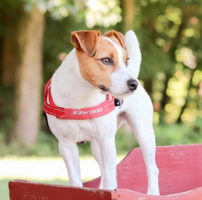 EzyDog Quick Fit Harness Blue