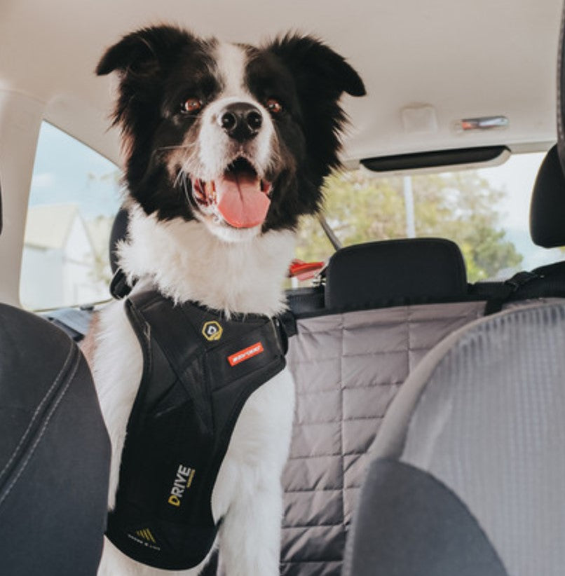 EzyDog Drive Car Harness