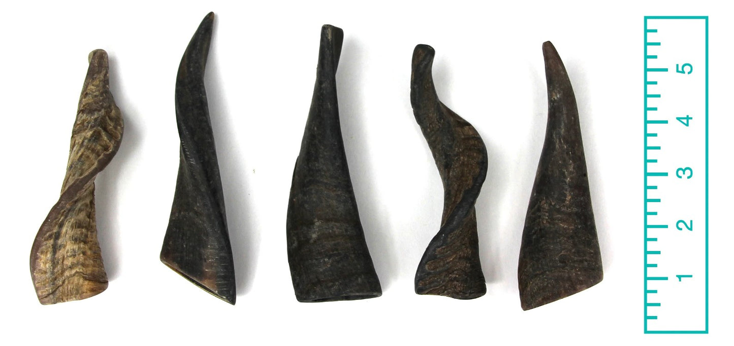 Goat Horn -Tuesday's