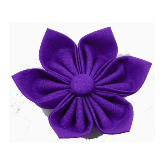 Charlotte's Purple Collar Flower