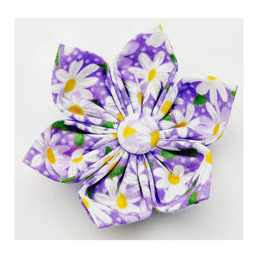 Charlotte's Purple Daisy Collar Flower