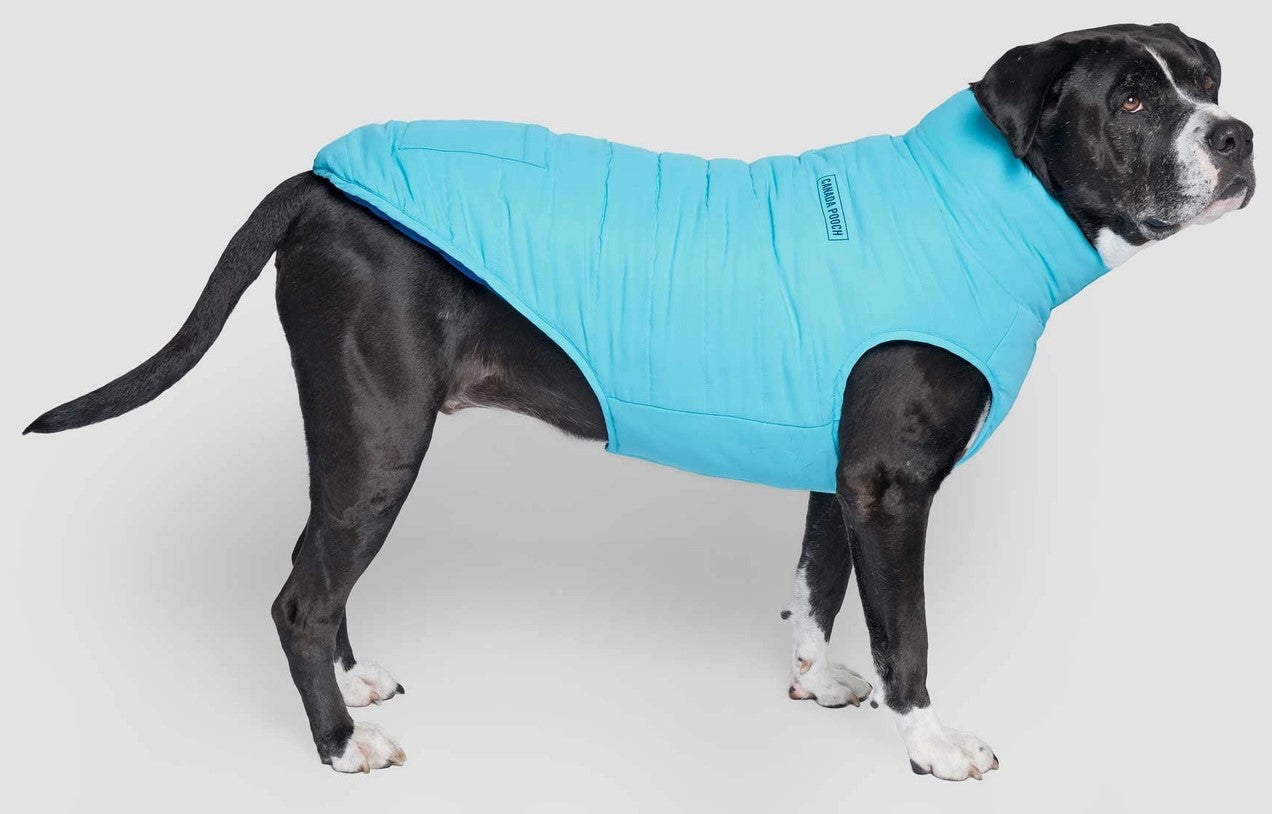 Canada Pooch Reversible Puffer Blue/Teal