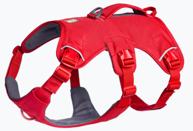 Red dog harness 
